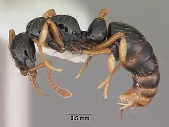 Рабочий Thaumatomyrmex atrox