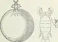 Pyemotes ventricosus