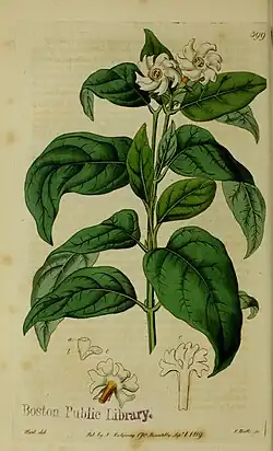 Nyctanthes arbor-tristis