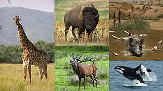 1-й столбец: жираф;2-й столбец: бизон и благородный олень;3-й столбец: одногорбый верблюд, кабан и косатки