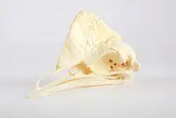 Череп Casuarius casuarius, в коллекции Музея Детского Индианаполисе.