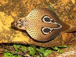 Два глазчатых пятна на капюшоне индийской кобры (Naja naja) образуют контрастный рисунок, отпугивающий врагов