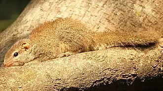 Индийская тупайя