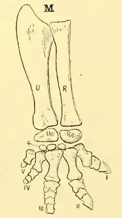 Иллюстрация задней конечности лептоцератопса, выполненная Сэмюэлем Уиллистоном, из издания Остеологии Рептилий 1929 года