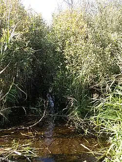 Протока р. Поль на северной границе НП «Мещёра»