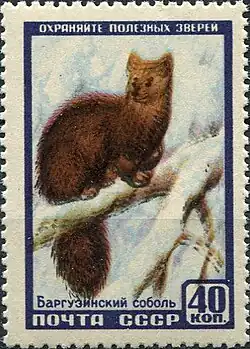 Почтовая марка СССР, 1957 год. Баргузинский соболь