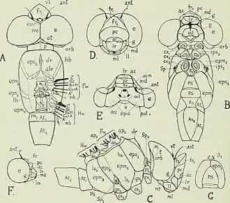 Схема строения тела самки