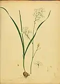 Иксия многоколосковая (Ixia polystachya). Ботаническая иллюстрация из издания Botanist's Repository, for new, and rare plants… (1797—1814)