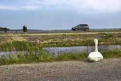 Дамба Вяйнатамм