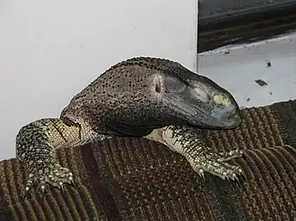 Черногорлый варан