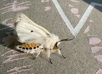 Spilosoma lubricipeda
