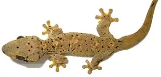 Thecadactylus oskrobapreinorum