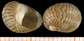 Theodoxus danubialis (Pfeiffer, 1828)