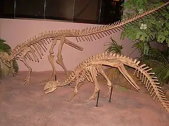 Скелет Thescelosaurus neglectus