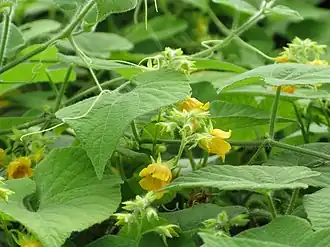 Thladiantha nudiflora.