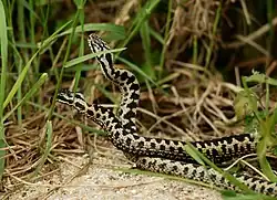 Два самца обыкновенной гадюки в брачном поединке