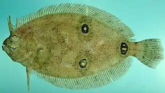 Ancylopsetta dilecta