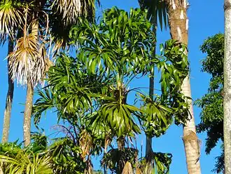 Thrinax parviflora var parviflora