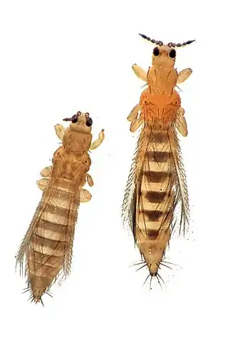 Слева Табачный трипс (Thrips tabaci)(справа Frankliniella occidentalis)