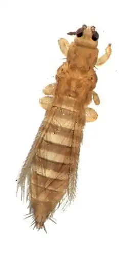 Thrips tabaci
