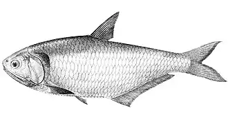 Высокотелая трисса (Thryssa malabarica)