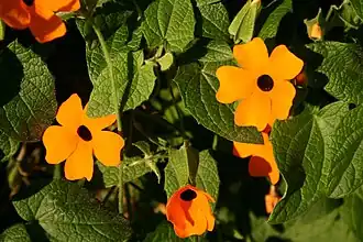 Цветущая тунбергия крылатая