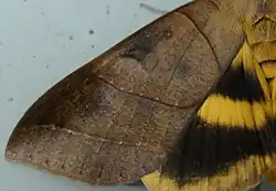 Крылья и брюшко Thyas coronata. На переднем крыле различимо укрупнённое почковидное пятно.