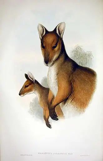 Красноногий филандер