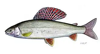 Thymallus thymallus