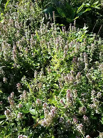 Thymus pulegioides subsp. pulegioides