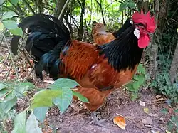 Петух породы форверк