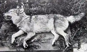 Фото 1904 года