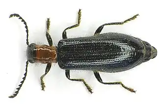 Tillus elongatus