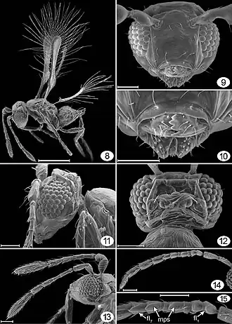 Tinkerbella nana Самка (8-13) и самец (14, 15): 8 — вид сбоку, 9 — голова спереди, 10 — ротовые части, 11 — голова + пронотум, 12 — голова дорсально, 13 голова + усики сбоку, 14 — усик, 15 — части усика. Шкала = 20 μm (на рис. 8 = 100 μm).