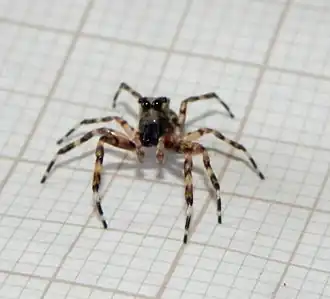 Titanattus euryphaessa (Бразилия)