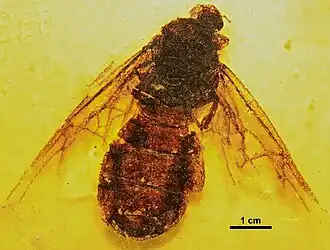 Titanomyrma gigantea
