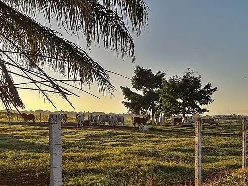 Ферма коров