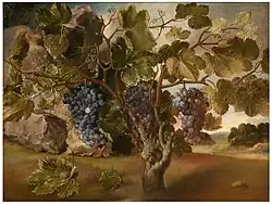 Виноградная лоза.