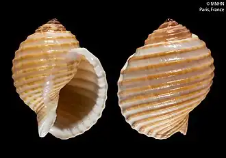 Раковина в двух ракурсах