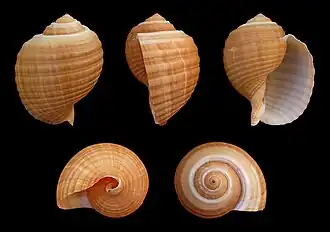 Раковина Tonna galea