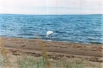 Колпица на берегу озера в 2002 году