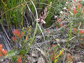 A. cuneatus в природе