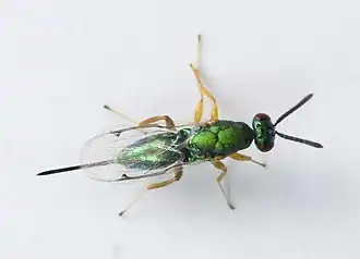 Самка Torymus sp.