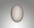 Яйцо (Тулузский музей)