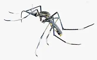 Toxorhynchites speciosus