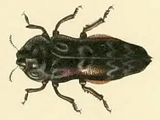 Toxoscelus undatus