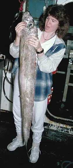 Лососевый король (Trachipterus altivelis)