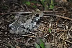 Ядовитая квакша