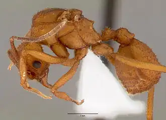 Самка Trachymyrmex nogalensis