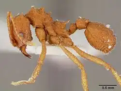 Trachymyrmex septentrionalis